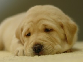 Joel, a yellow Labrado will become one of the new assistance dogs in training for PADS