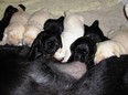 PADS has three new puppy littters needing puppy raisers