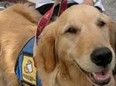 Therapy dog Rowan visits Easter Seal camp