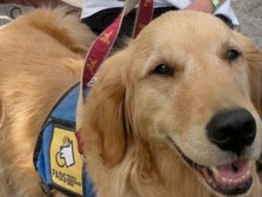 Therapy dog Rowan visits Easter Seal camp