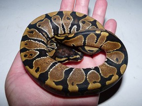 The ball python found recently in a New Westminster park