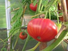 tomato blog