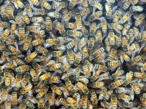 bees