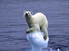 Polar bear on tiny iceberg