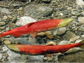 salmon blog