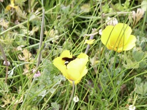 flower detail