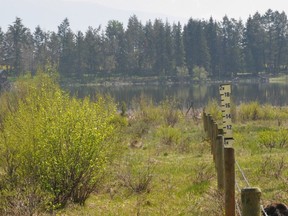 Natural ground cover returns in areas protected from cattle.