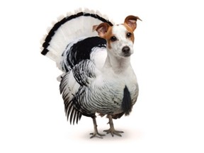 Really! Would you really eat this strange dog-turkey?