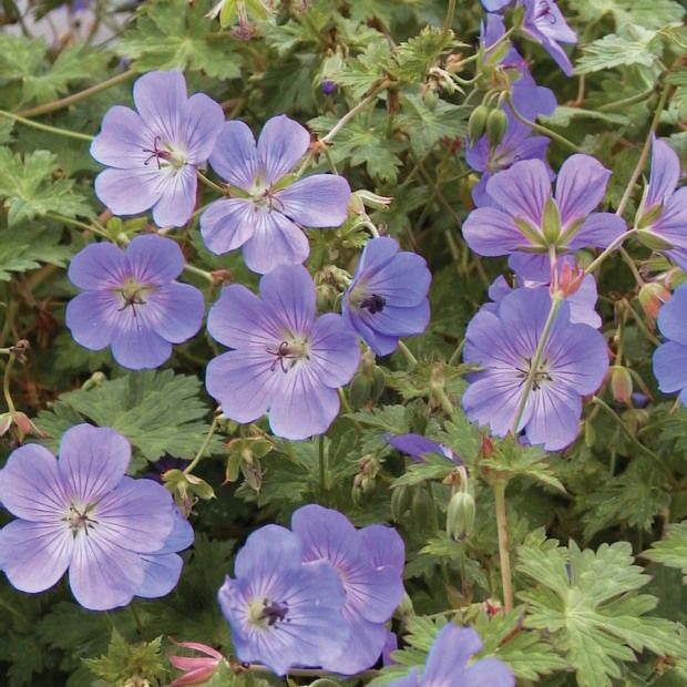 Best perennials for your garden Vancouver Sun