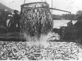 1924 photo of Herring Fishing (Brailing the fish) . PNG file photo