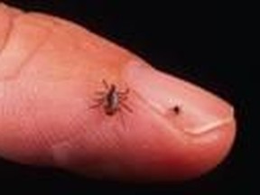 lyme ticks