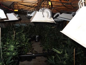 marijuana grow operation in B.C.
