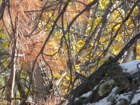 Branches of trees in Okanagan. The things noticed in solitude. (DT)