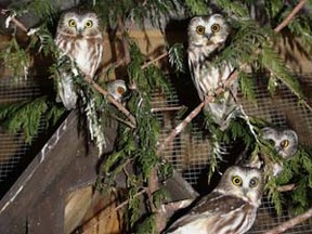 Nancy and Gunther Golina, 75 and 81 respectively, are in their 23th year of operating the Prince Rupert Wildlife Rehabilitation Shelter. Pictured are some Saw Whet owls, just a few of the creatures they currently house.