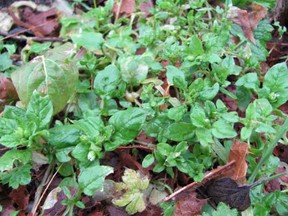 Chickweed (above) and creeping buttercup are common in gardens of southwestern B.C.