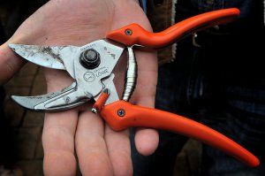 In defence of anvil pruners Vancouver Sun