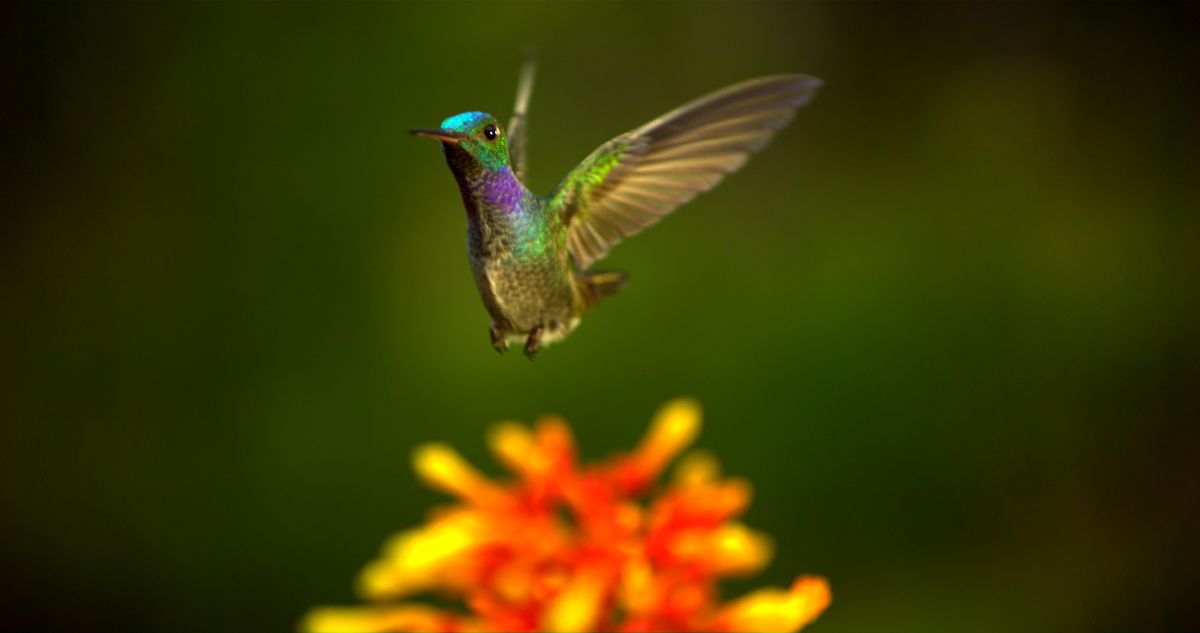 cu-hummingbird