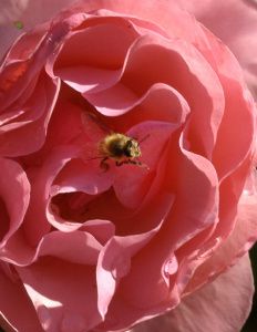 Quiz Pix bee in rose
