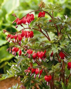 Dicentra spectabilis Valentine