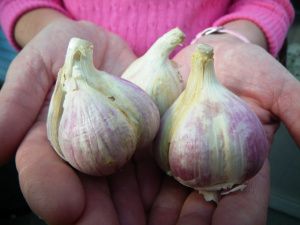 Quiz Pix garlic2