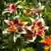Vibrant lilies in Burnaby condo plant heaven