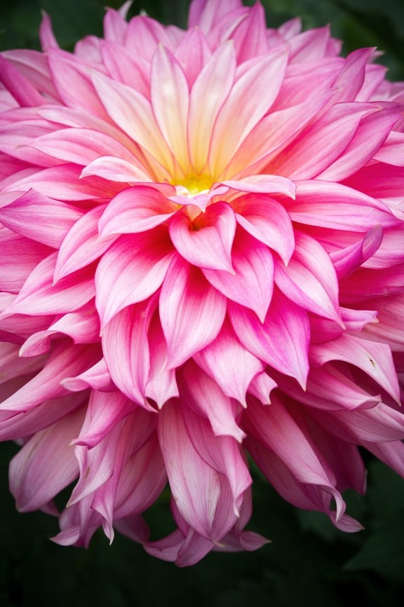 The art of growing dahlias for competition Vancouver Sun