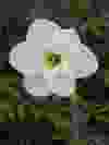 Daffodil Papillion Blanc
