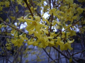 Yellow forsythia flowers