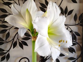 My white amaryllis