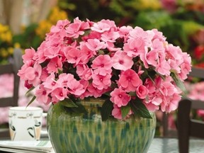 Divine impatiens.