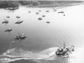 The gold rush of the sea in 1976. Herring boats cluster around Barkley Sound before deciding on where to head next, while skiffs (at right) unload into packer ship.