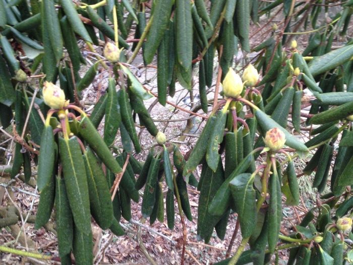 Why your rhododendron leaves droop and curl Vancouver Sun