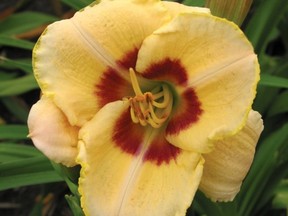 Hemerocallis Custard Candy.