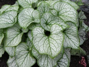 Brunnera Jack Frost