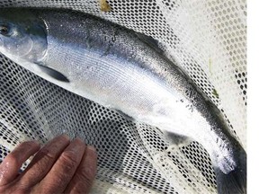 A Massachusetts-based firm has applied to become the first seller of GM salmon in Canada.