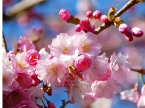 Cherry Blossom Festival starts April 3.j