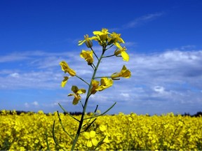 A canola field on the southwest edge of the city is in full bloom.