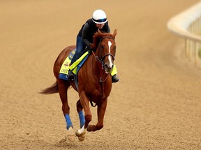 LOUISVILLE, KY - APRIL 25: Chitu is riden by Dana Barnes during the morning exercise session in preparation for the 140th Kentucky Derby at Churchill Downs on April 25, 2014 in Louisville, Kentucky.  (Photo by Matthew Stockman/Getty Images)