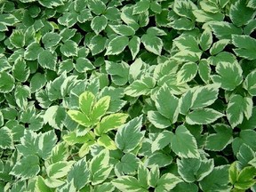 Goutweed, Bishop&#039;s Weed, Ground Elder, by any name a tough customer.