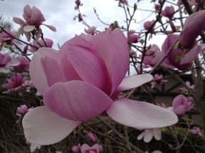 Magnificent magnolia bloom.