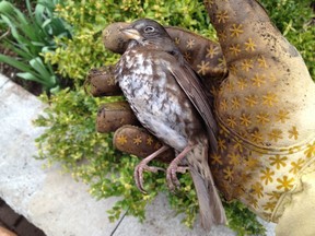 Sad loss of a sparrow in spring