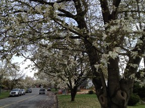 Magnolia kobus on Elliott Street, Vancouver.