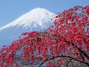 Japan garden tour will visit Mount Fuji