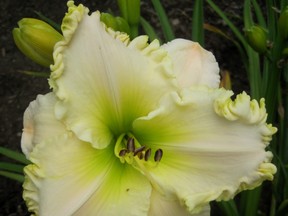 Pamela Erikson daylily