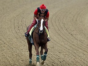 Kentucky Derby winner California Chrome, with exercise rider Willie Delgado aboard, gallops at Pimlico Race Course in Baltimore, Wednesday, May 14, 2014.  (AP Photo)