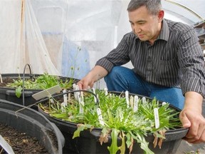 Anvar Buranov of Nova Biorubber, on his pilot farm in Abbotsford where they are extracting rubber from dandelions.