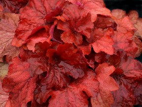 Heuchera Fire Alarm