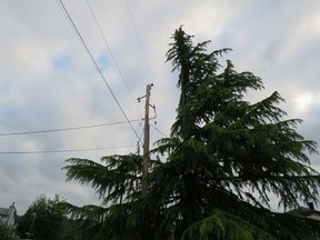 Sliced deodar cedar.