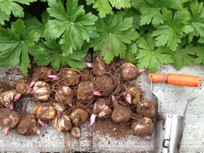 Lily bulbs ready for planting