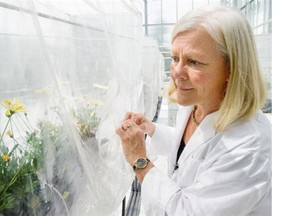 Deborah Henderson, a Kwantlen researcher on biopesticides in her lab at the Langley campus.